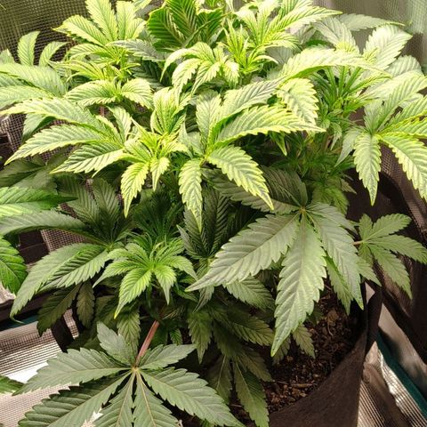 Radical Juice Cadis growlog timeline photo