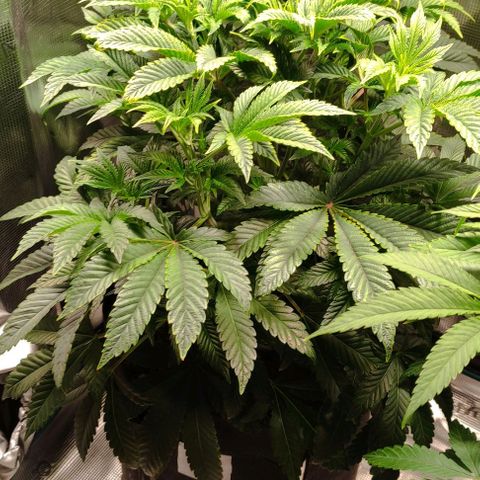 Radical Juice Adina growlog timeline photo