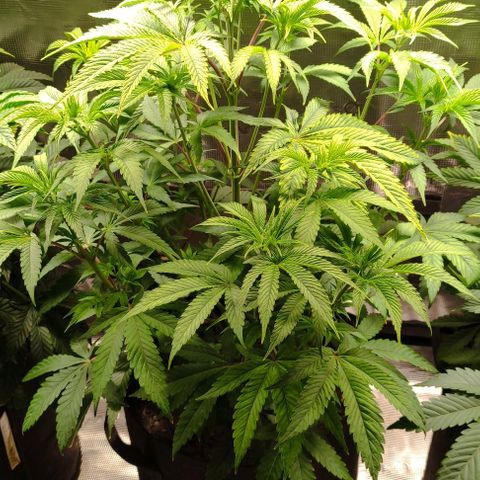 Radical Juice Buse growlog timeline photo