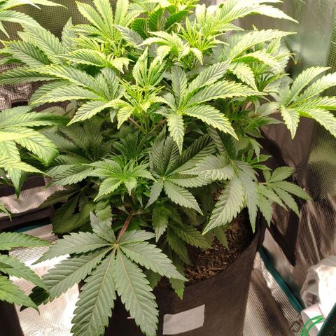 Radical Juice Cadis growlog timeline photo