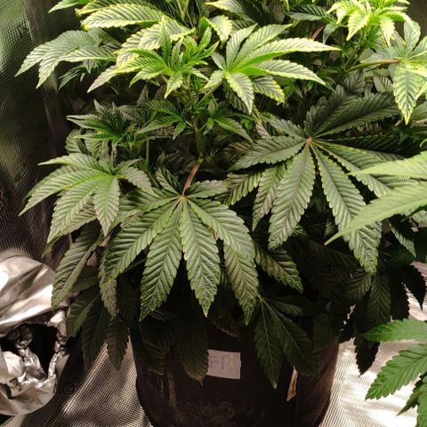 Radical Juice Adina growlog timeline photo