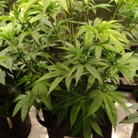 Radical Juice Buse growlog timeline photo