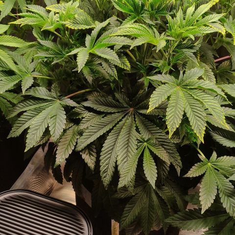 Radical Juice Adina growlog timeline photo