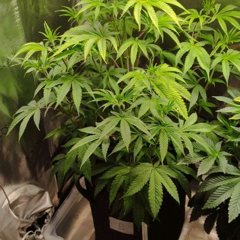 Radical Juice Buse growlog timeline photo