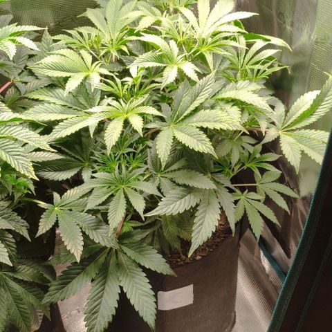 Radical Juice Cadis growlog timeline photo
