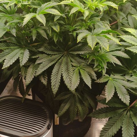 Radical Juice Adina growlog timeline photo