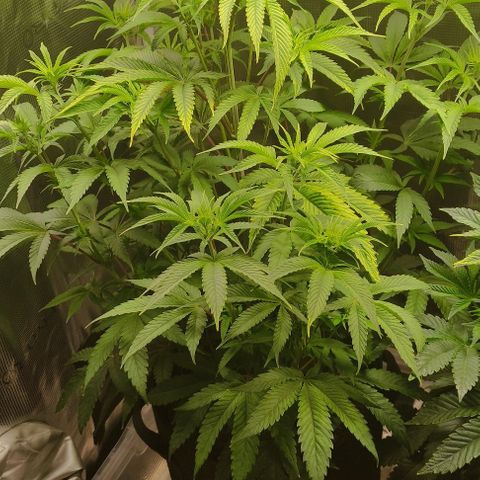 Radical Juice Buse growlog timeline photo