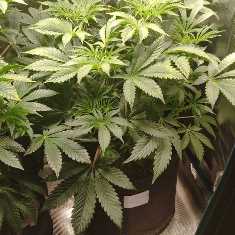 Radical Juice Cadis growlog timeline photo