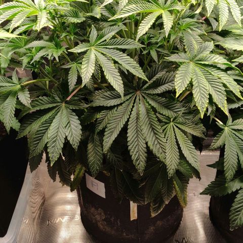Radical Juice Adina growlog timeline photo