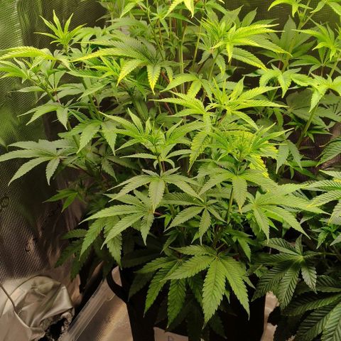 Radical Juice Buse growlog timeline photo