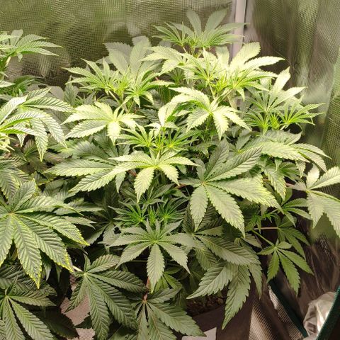 Radical Juice Cadis growlog timeline photo