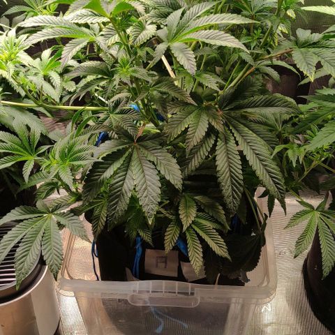Radical Juice Adina growlog timeline photo