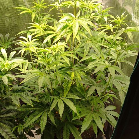 Radical Juice Buse growlog timeline photo
