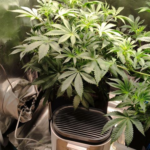 Radical Juice Cadis growlog timeline photo