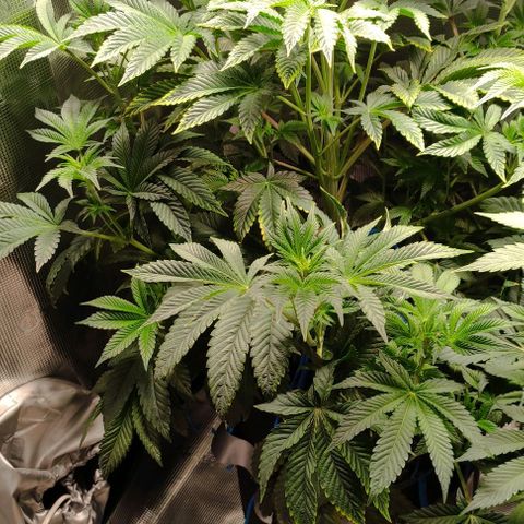 Radical Juice Adina growlog timeline photo