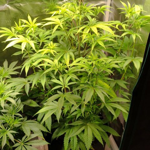 Radical Juice Buse growlog timeline photo
