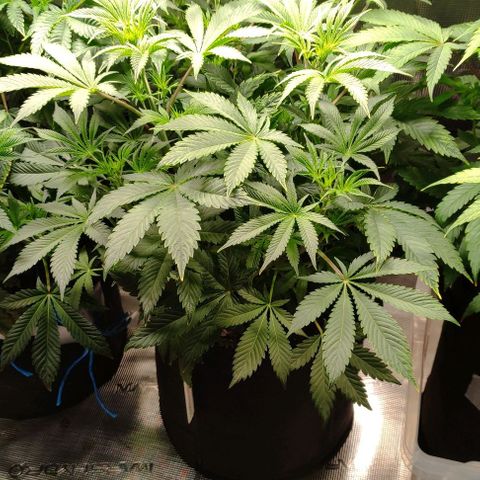 Radical Juice Cadis growlog timeline photo