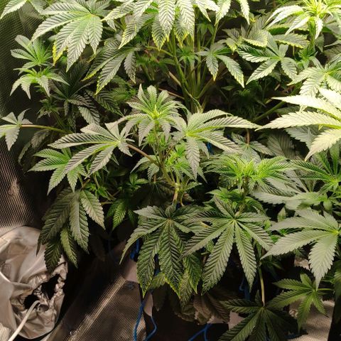 Radical Juice Adina growlog timeline photo