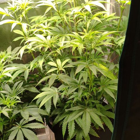 Radical Juice Buse growlog timeline photo