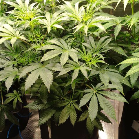 Radical Juice Cadis growlog timeline photo