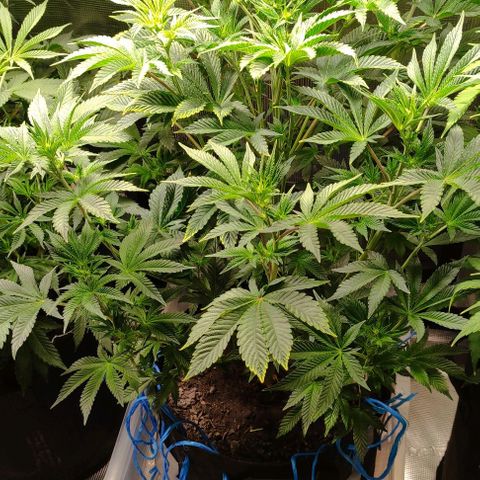 Radical Juice Adina growlog timeline photo