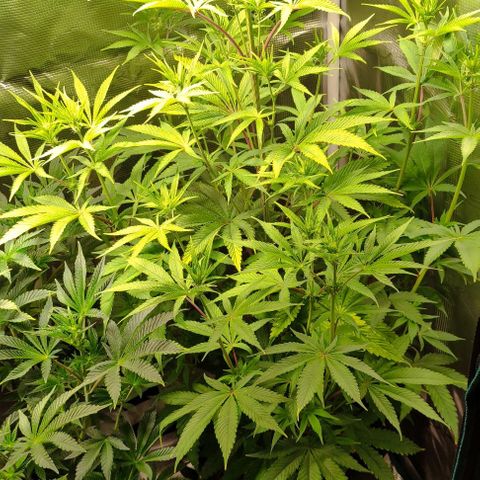 Radical Juice Buse growlog timeline photo