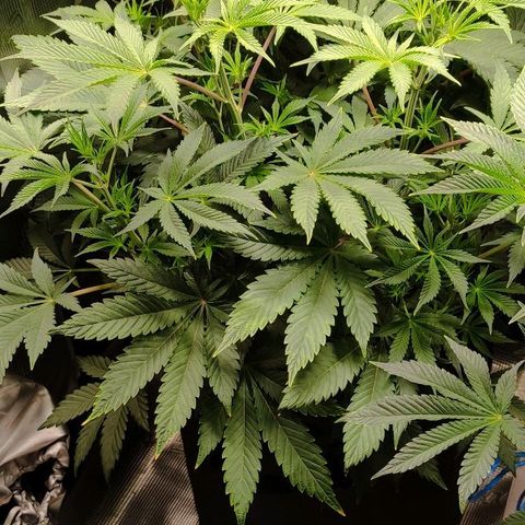 Radical Juice Cadis growlog timeline photo
