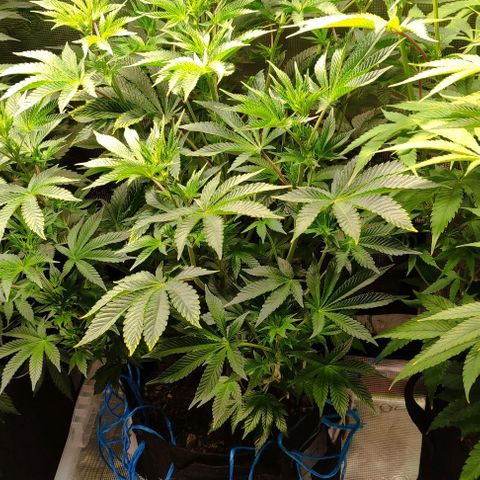 Radical Juice Adina growlog timeline photo