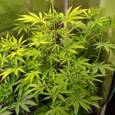 Radical Juice Buse growlog timeline photo