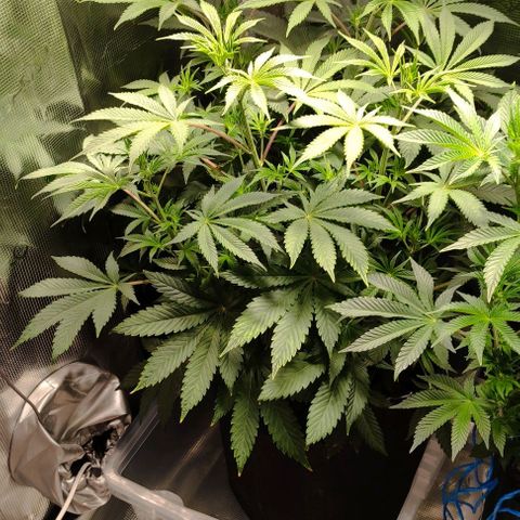 Radical Juice Cadis growlog timeline photo