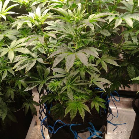 Radical Juice Adina growlog timeline photo