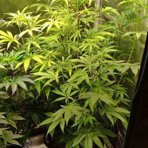 Radical Juice Buse growlog timeline photo