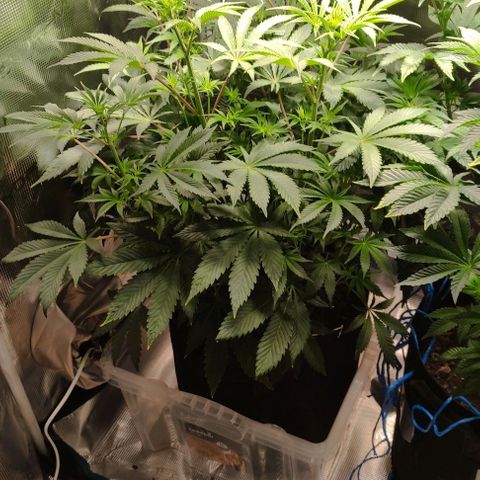Radical Juice Cadis growlog timeline photo