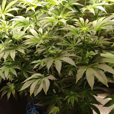 Radical Juice Adina growlog timeline photo