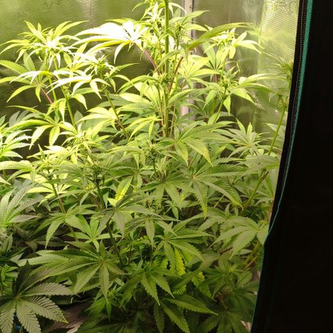 Radical Juice Buse growlog timeline photo
