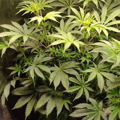 Radical Juice Cadis growlog timeline photo