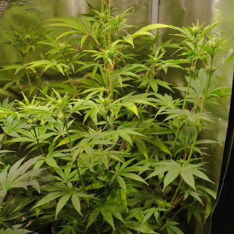 Radical Juice Buse growlog timeline photo