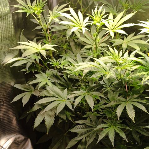 Radical Juice Cadis growlog timeline photo