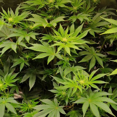 Radical Juice Adina growlog timeline photo