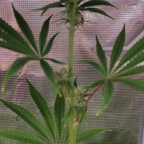 Radical Juice Buse growlog timeline photo