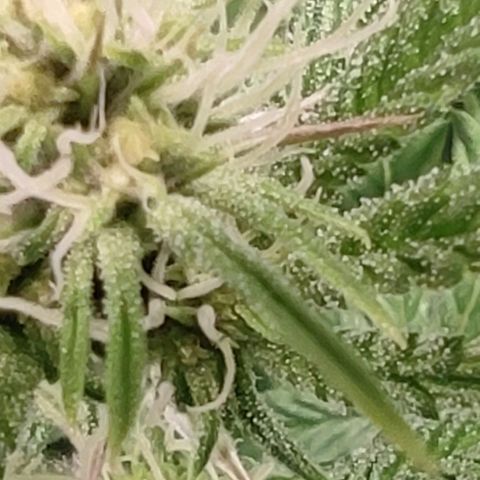 Radical Juice Buse growlog timeline photo
