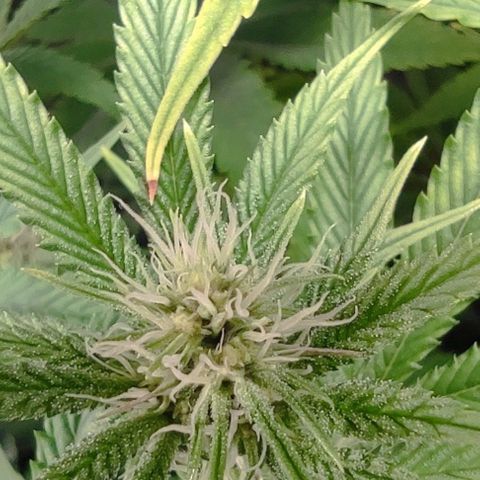 Radical Juice Buse growlog timeline photo