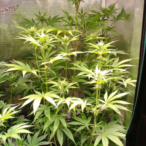 Radical Juice Buse growlog timeline photo