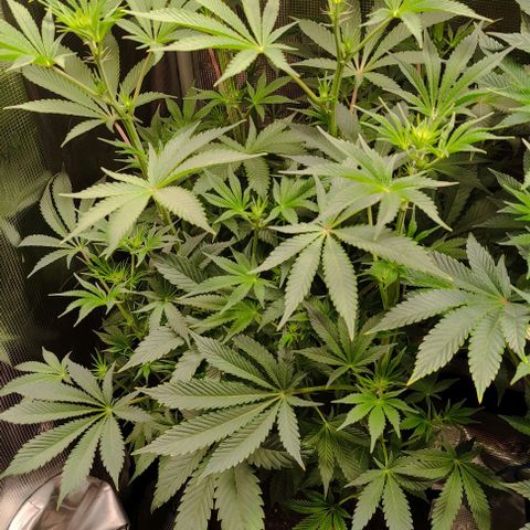 Radical Juice Cadis growlog timeline photo