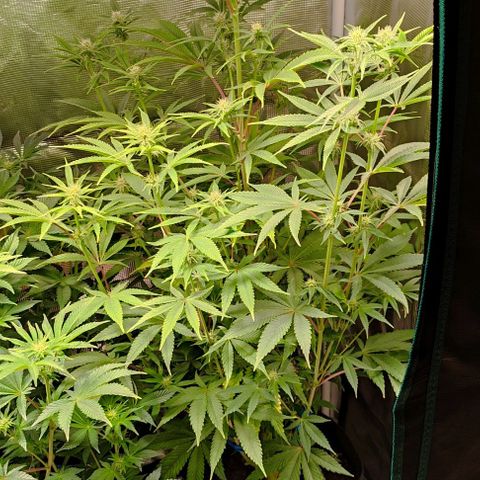 Radical Juice Buse growlog timeline photo