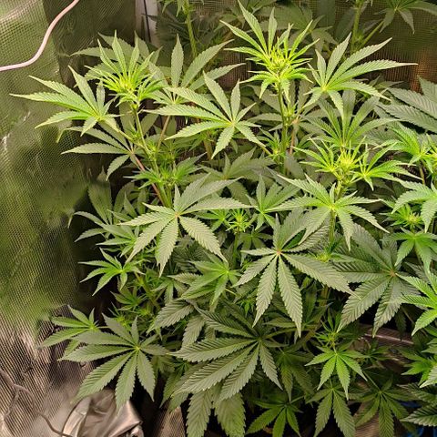 Radical Juice Cadis growlog timeline photo