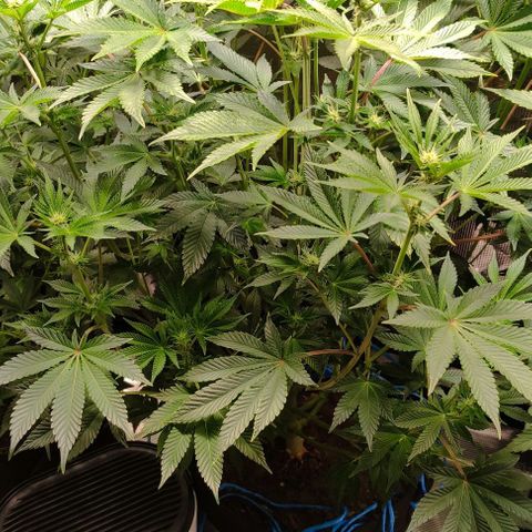 Radical Juice Adina growlog timeline photo