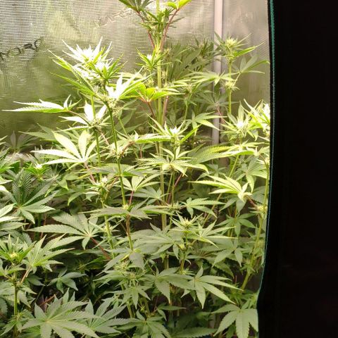 Radical Juice Buse growlog timeline photo