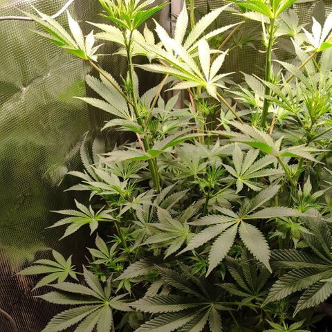 Radical Juice Cadis growlog timeline photo