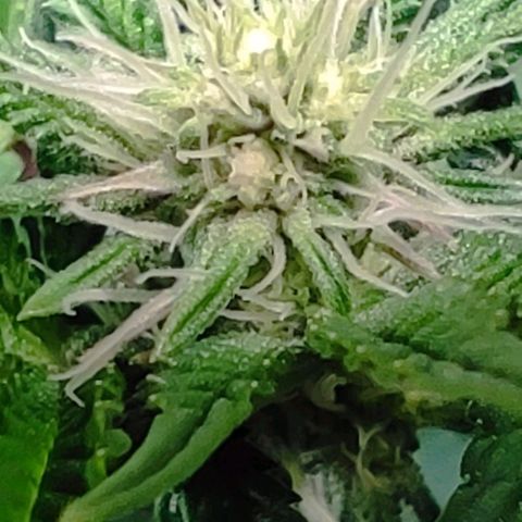 Radical Juice Adina growlog timeline photo